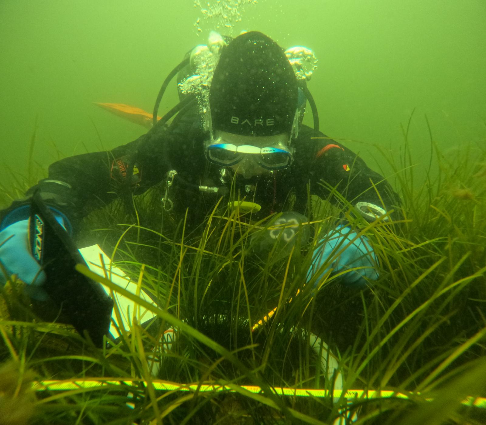 Divers carrying out observations among seagrass
